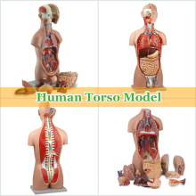 Teaching Models Plastic Human Torso Anatomy with Removable Organs